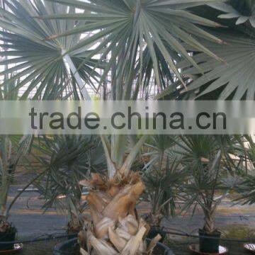 Bismarckia Nobilis - from 75/100 plant height in 8 liters pot