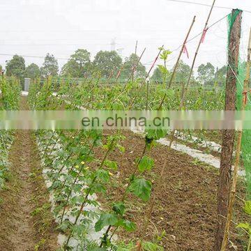 100% virgin material Plastic trellis net plant climbing support netting cucumber netting vine netting Pea & Bean