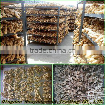 Beautiful Shape And Bright Yellow Skin Fat Ginger Chinese Spicy Ginger photo-4