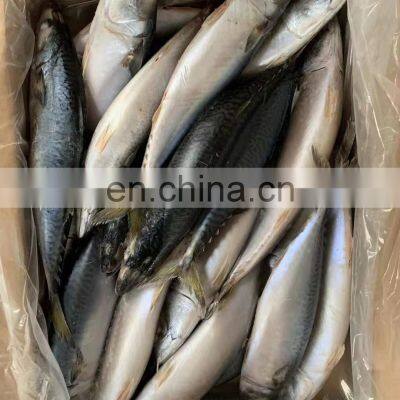 Frozen Mackerel Prices Frozen Pacific Mackerel Fish Chub Mackerel photo-2