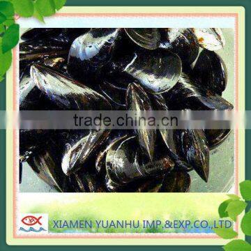 IQF Frozen Boiled Blue Mussel Without Shell photo-5