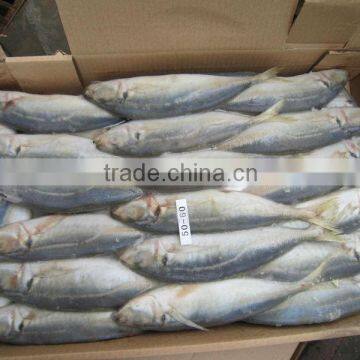 Frozen horse mackerel 50-70,70-100,100-120g