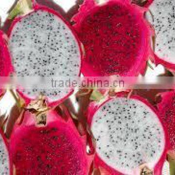 FRESH DRAGON FRUIT FROM VIET NAM WITH BEST PRICE