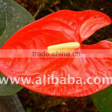 Anthurium