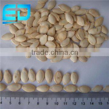 Bulk Buying Agriculture Seed Companies Chinese Pumpkin Seed, Shine Skin Pumpkin Seed