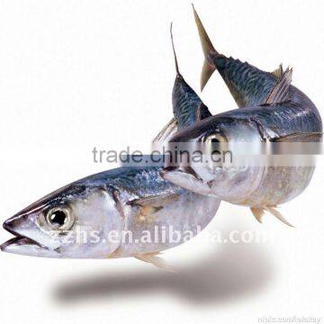 Canned Mackerel Fish In Vegetable Oil