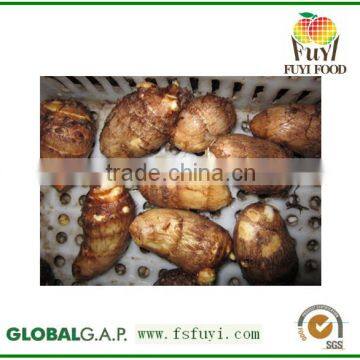 Big Size and Small Size Normal Fresh Taro
