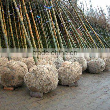 Tree Wire mesh Basket, Root ball netting