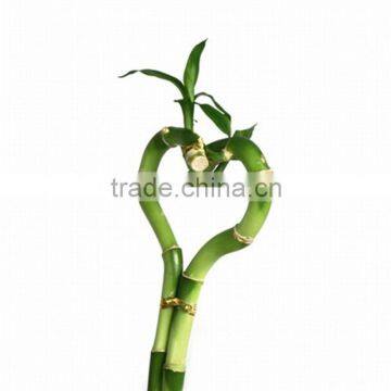 Cheap price lucky bamboo plant