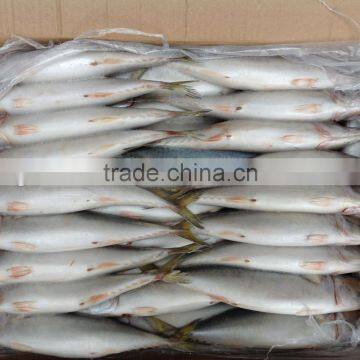 Frozen Mackerel 6-8pcs/kg Newly Processed in China photo-1