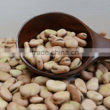 Export dry Broad beans price