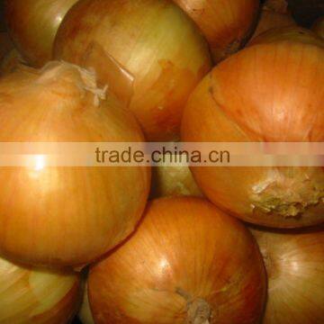 Fresh Holland Yellow Onion