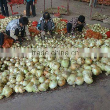 Red & Yellow Fresh Onion in Season