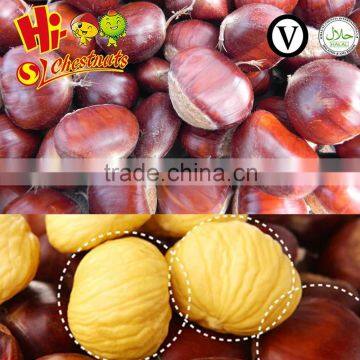 Organic Raw Fresh Chestnut Chinese bulk chestnuts price