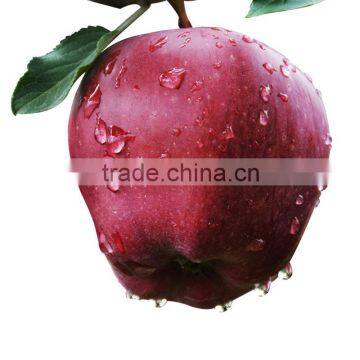 Red delicious apple fresh Huaniu apple