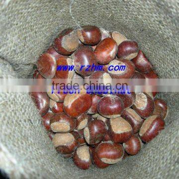 fresh chestnut