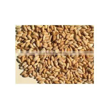 Neem Seed photo-2