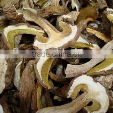 2015 New Wild Porcini/Boletus Mushroom Cultivation