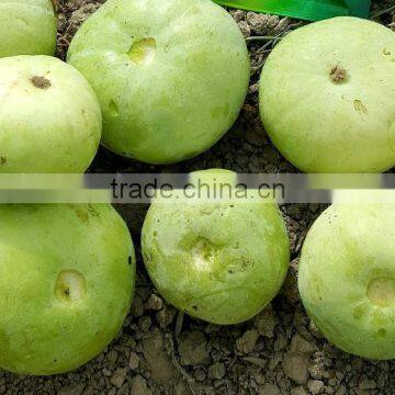 Hybrid TINDA ROUND GOLD SPECIAL F1 Seeds photo-2