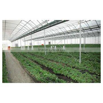 Arc Multi-span Glass Greenhouse for Strawberry photo-3