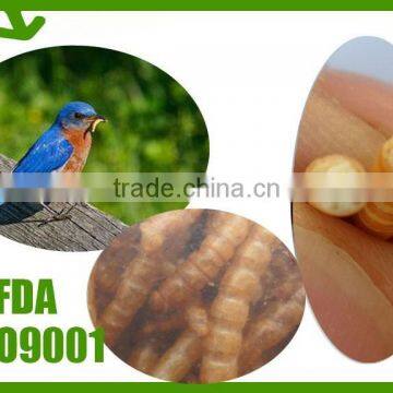 Organic chicken feed dried mealworm , mealworm bird feed