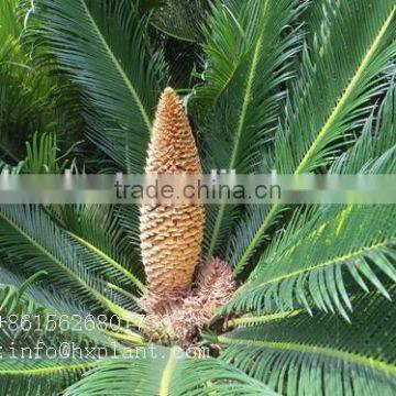 Artificial Cycas Revoluta Sago Cycas for Jurassic Period Dinosaur Hall