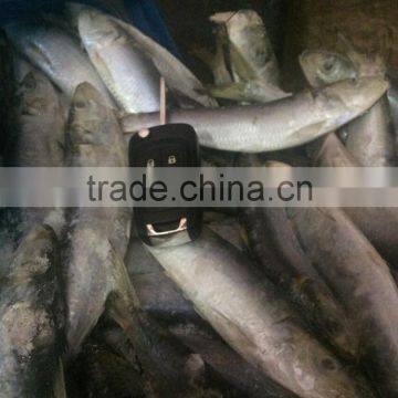 Fresh Frozen Sardine (Sardinella Longiceps) WR for Canning photo-2