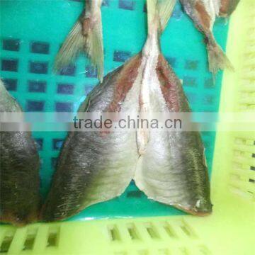 high quality frozen sea horse mackerel