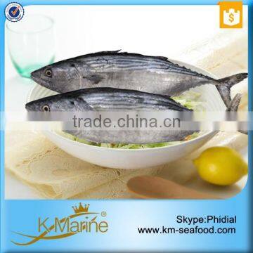 Best Quality Reasonable Price Frozen Bonito Sarda Sarda