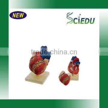 Human Heart Anatomical Model