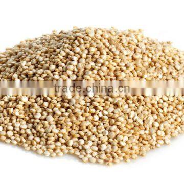 White Quinoa Seed in Huge Quantity
