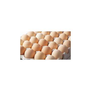 Fresh Chicken Table Eggs/Fresh Chicken Hatching EGGS At Good Prices