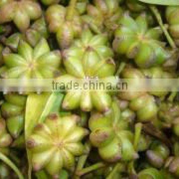 hebal plant poweder extract start anise oil