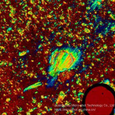 Professional Polarizing Microscope MP41 photo-2