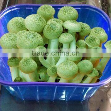 FDA Approval Custom-Made Different Types Plastic Frozen Food Tray Packaging photo-3