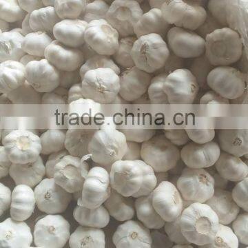 2015 China Garlic Price photo-5