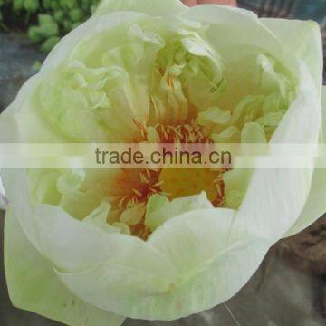 White Color Fresh Cut Lotus Flower Manufacturer in India photo-3