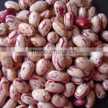 Small Round Shape Ight Speckled Kidney Bean Pinto Bean photo-2
