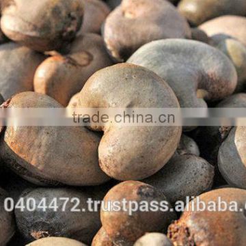 Best Quality of Raw Cashew Nuts in Cote 'D' Ivorie