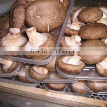 Smooth Cap Shiitake Mushroom