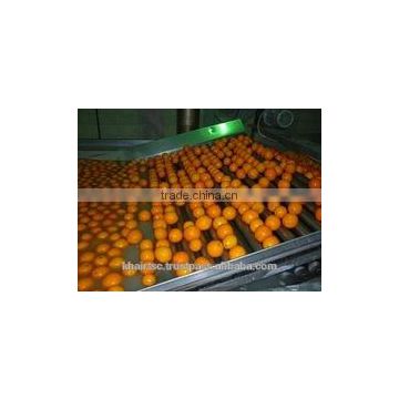 CITRUS ORANGES FROM EGYPT