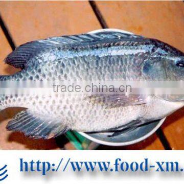 China Factory Supplier Frozen Fresh Tilapia Buyer