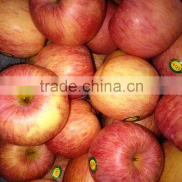 china fresh fuji apple