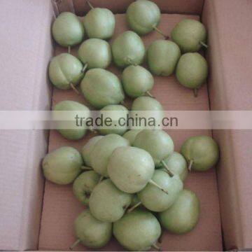 su pear supplier from china