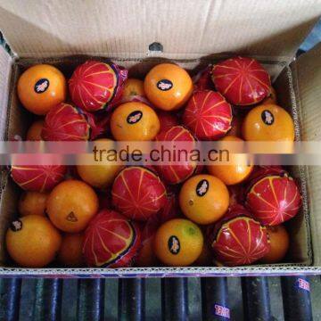 Fresh Orange Fruits From Egypt