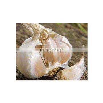 price special garlic ...best quality garlic...red white garlic