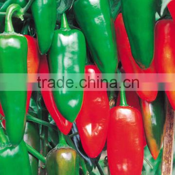 Hybrid green red chilli pepper seeds for sale-Kezheng No.19