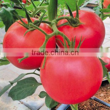 Hybrid Tomato seeds for growing- LuHeng 206