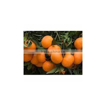 Tangerin Oil