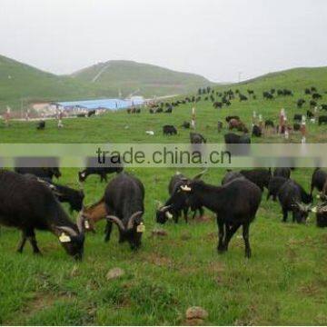 Animal Electronic Identification 134.2kHz RFID Ear Tag photo-2